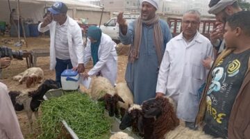 الزراعة تحصين 65 مليون رأس ماشية ضد الحمى القلاعية والوادي