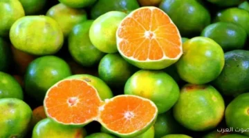 الزراعة تصدير 2 مليون طن من الموالح الموسم اللي فات