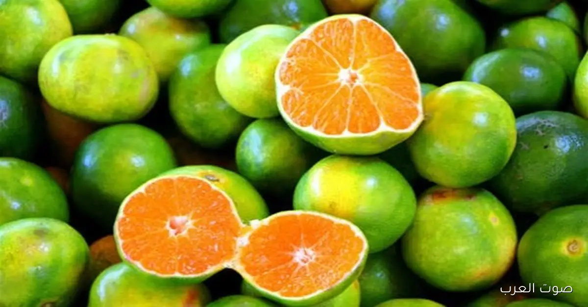 الزراعة: تصدير 2 مليون طن من الموالح الموسم اللي فات