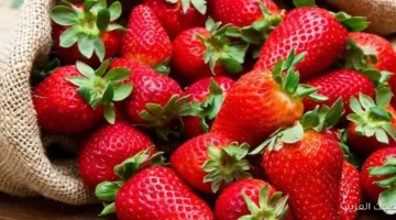 الزراعة تصدير مليون شتلة فراولة في أكتوبر