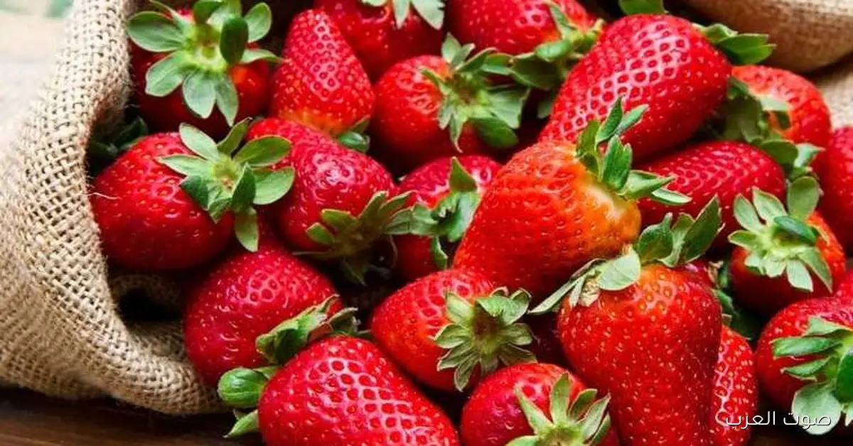 الزراعة: تصدير مليون شتلة فراولة في أكتوبر