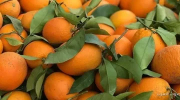 الزراعة تكشف عن موعد بداية موسم تصدير البرتقال المصري الجديد