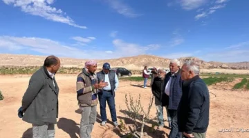 الزراعة توزع 850 ألف شتلة زيتون مجانا على أهل سيناء