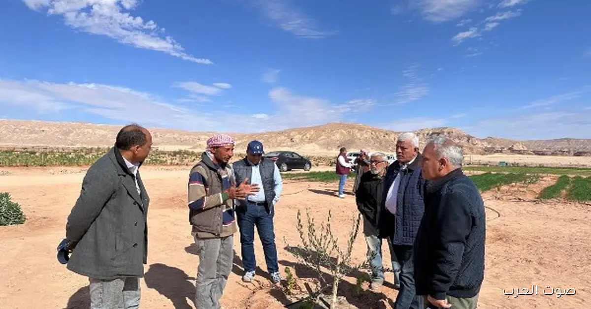 الزراعة توزع 850 ألف شتلة زيتون مجانا على أهل سيناء 2 الزراعة توزع 850 ألف شتلة زيتون مجانا على أهل سيناء