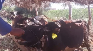 الزراعة توضح حقيقة الفيديو اللي انتشر عن نفوق الماشية 30 الزراعة توضح حقيقة الفيديو اللي انتشر عن نفوق الماشية