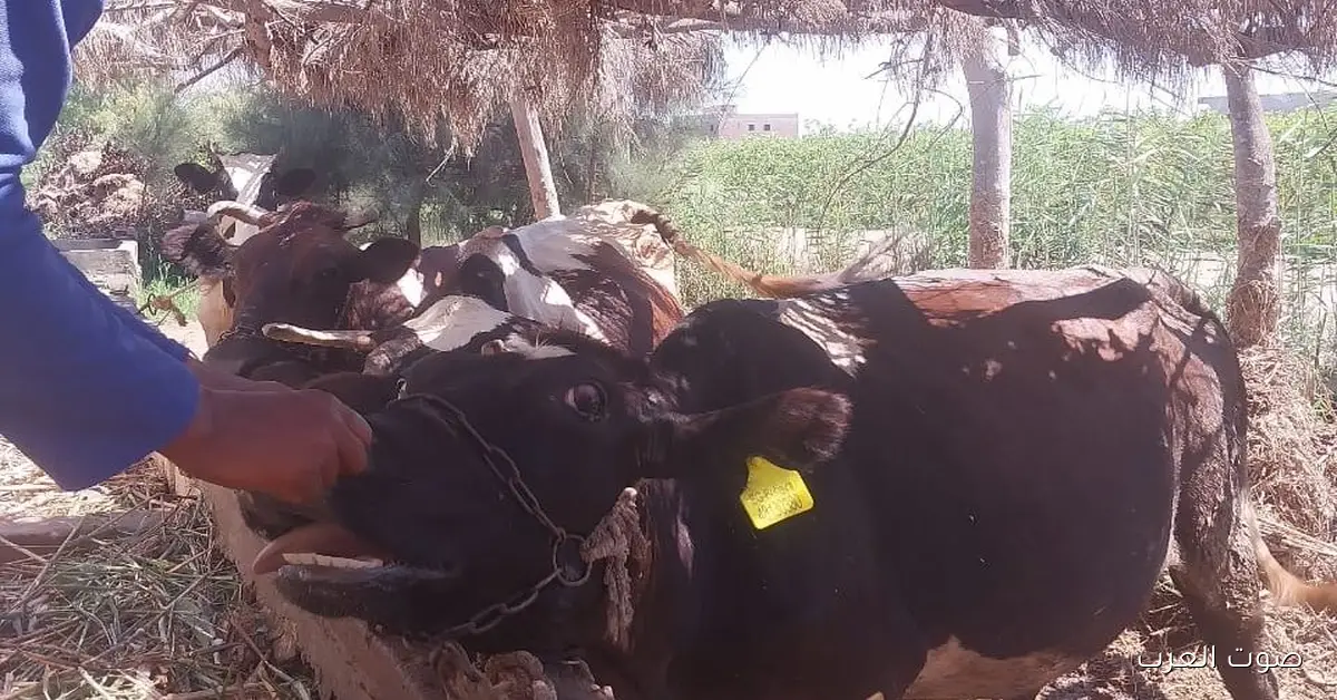 الزراعة توضح حقيقة الفيديو اللي انتشر عن نفوق الماشية