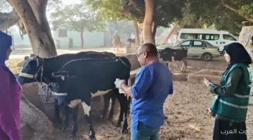 الزراعة توفر علاج وفحص مجاني لـ 3300 رأس ماشية في