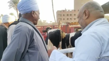 الزراعة حملات كبيرة للتفتيش على أسواق الماشية في المحافظات لمتابعة