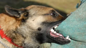 الصحة الإبلاغ عن حالات العقر الجماعي يبدأ من 3 حالات