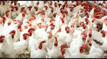 الفراخ البيضاء