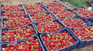 الفراولة المجمدة بتتصدر صادراتنا بـ608 مليون دولار