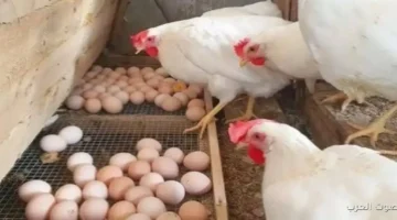 الكرتونة بقت فوق الـ 130 جنيه أسعار البيض نزلت النهارده