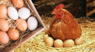 المنوفي يحذر انخفاض أسعار البيض كارثة هتظهر قبل رمضان وكمان