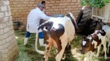 بعد ظهور متحور جديد أعراض وطرق العدوى بفيروس الحمى القلاعية