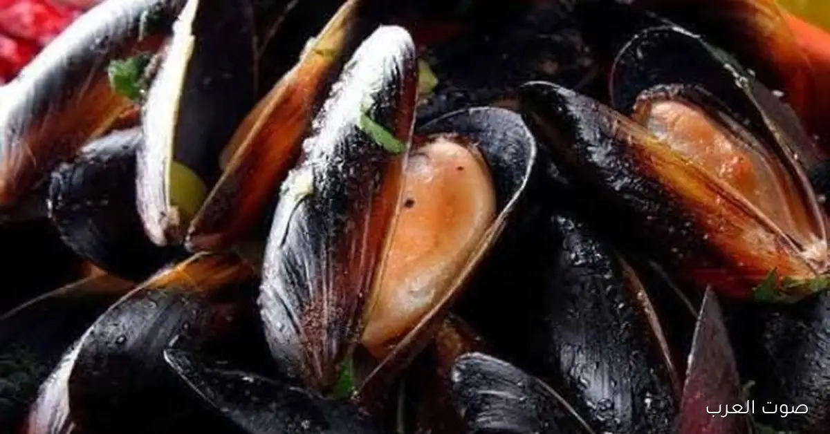 بلح البحر.. كنز طبيعي مفيد للصحة والاقتصاد