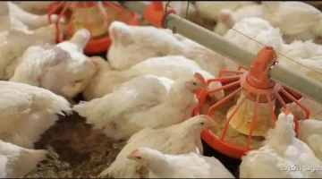 بورصة الدواجن