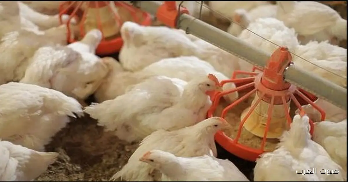 أنخفــــاض للكيلو .. بورصة الدواجن اليوم أسعار الفراخ البيضاء والبلدي 26-11-2025