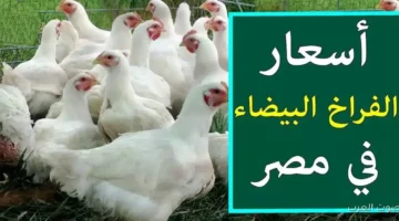 بورصة الدواجن اليوم أسعار الفراخ البيضاء 1