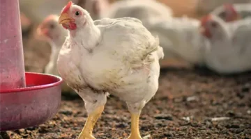 بورصة الدواجن اليوم أسعار الفراخ البيضاء 2