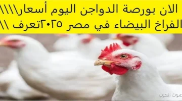 بورصة الدواجن اليوم أسعار الفراخ البيضاء 3