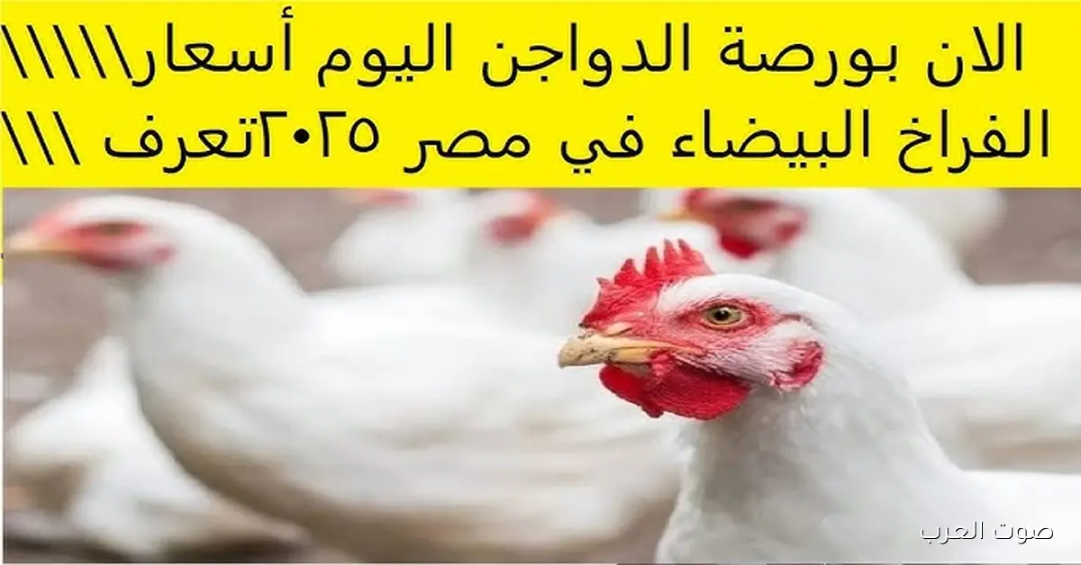 بورصة الدواجن اليوم أسعار الفراخ البيضاء الاحد 30 نوفمبر 2025 تحديث يومي