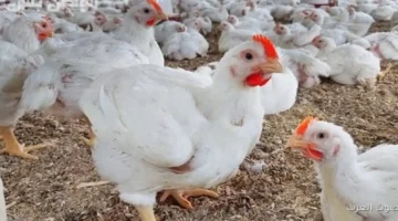 بورصة الدواجن اليوم أسعار الفراخ البيضاء
