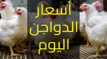 بورصة الدواجن اليوم أسعار الفراخ البيضاء 4