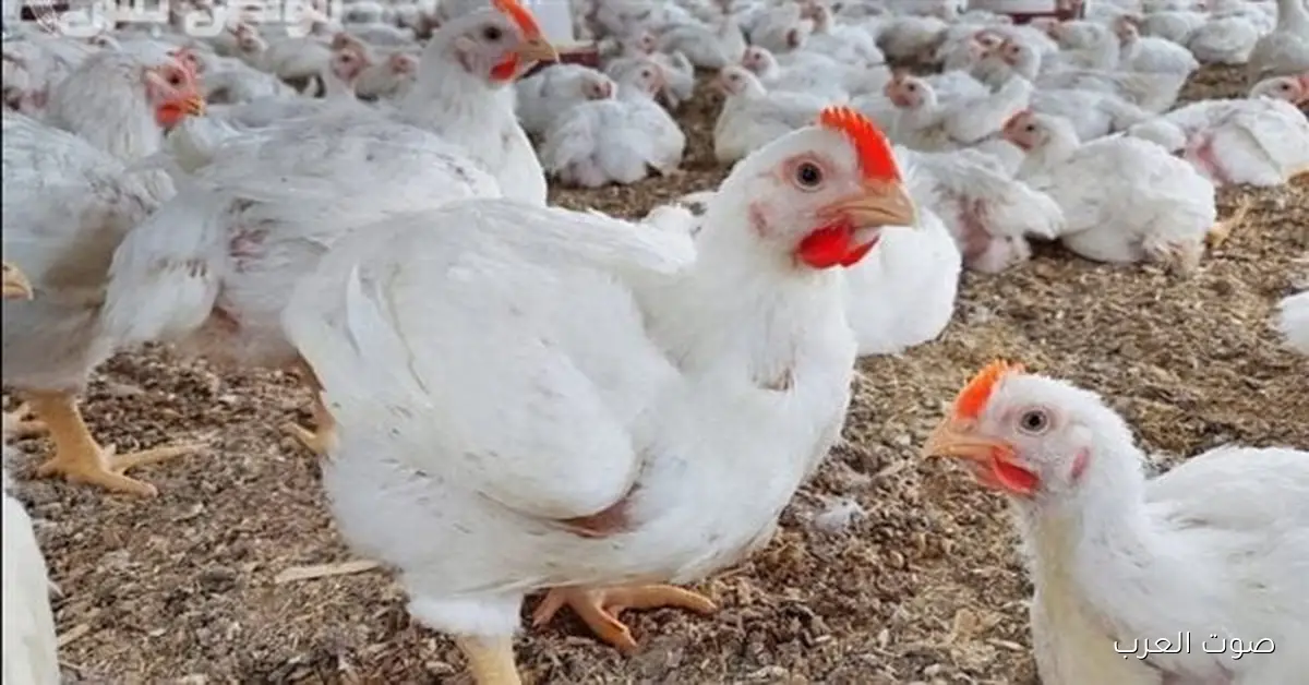 بورصة الدواجن اليوم أسعار الفراخ البيضاء السبت 2025/11/29 وفي الأسواق المصرية