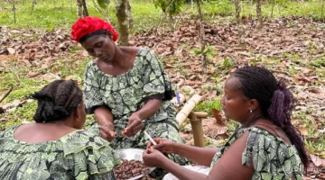 تحسن الطقس في كوت ديفوار يرفع الأمل في موسم كاكاو