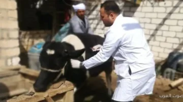 تحصين 15 مليون رأس ماشية ضد الحمى القلاعية البيطريين مبسوطين