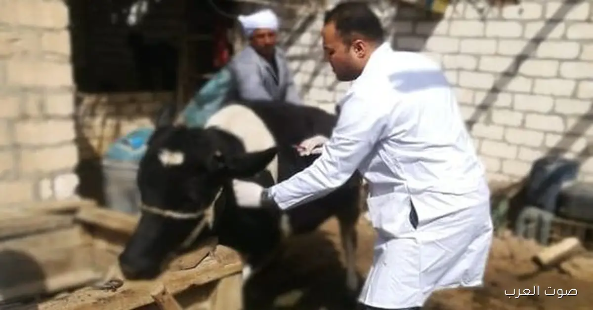 تحصين 1.5 مليون رأس ماشية ضد الحمى القلاعية.. البيطريين مبسوطين بالنتائج