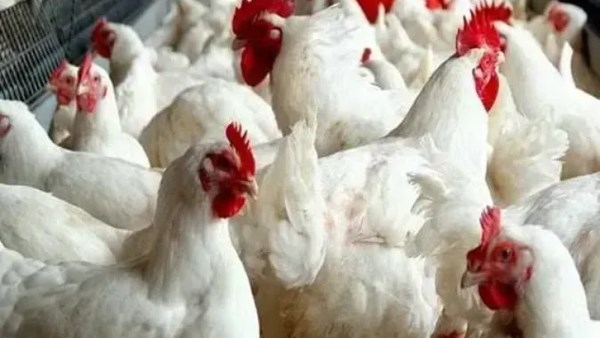 اسعار الدواجن اليوم الثلاثاء