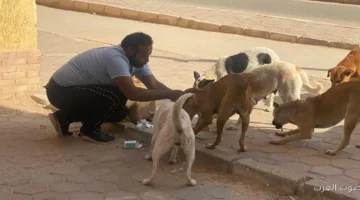 حملة كبيرة لتعقيم وتحصين الكلاب ضد السعار في مدينة بدر