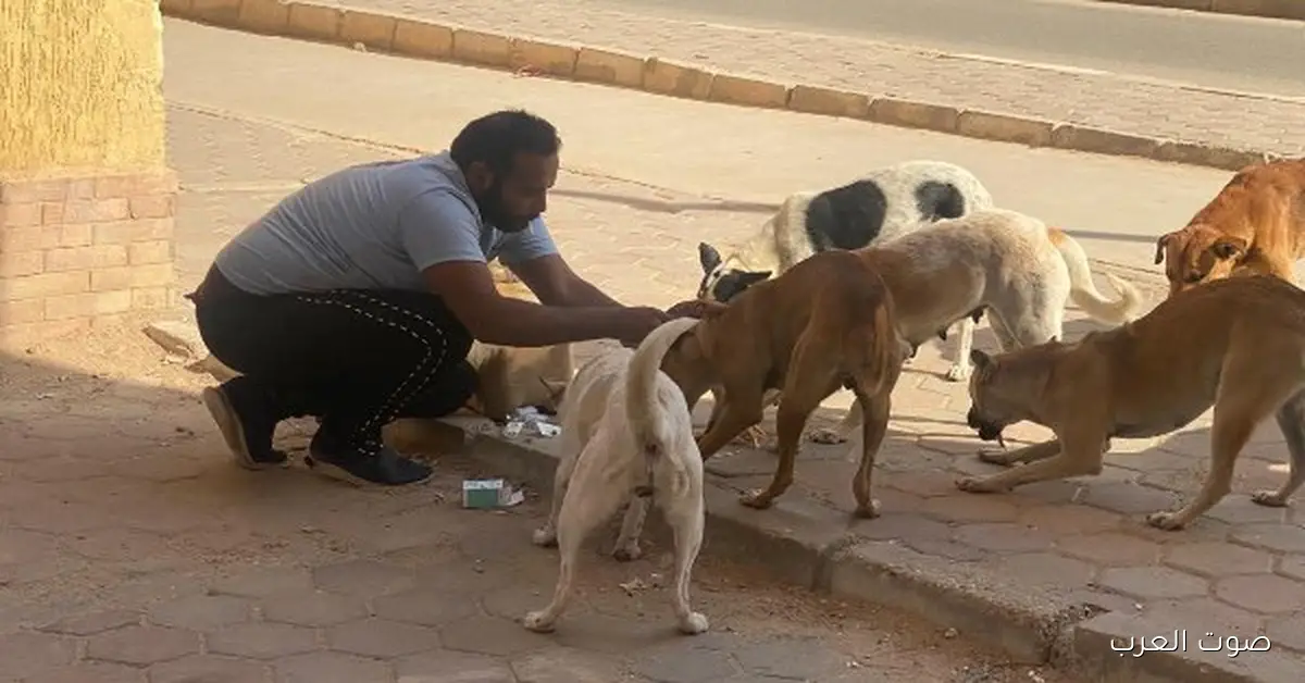 حملة كبيرة لتعقيم وتحصين الكلاب ضد السعار في مدينة بدر 2 حملة كبيرة لتعقيم وتحصين الكلاب ضد السعار في مدينة بدر