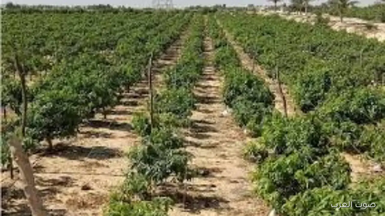 خطر على حياتنا إزاي النباتات بتواجه تغير المناخ؟