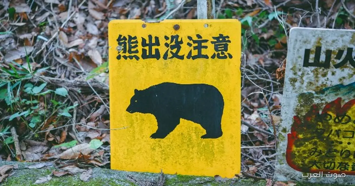 دب يهاجم راجل في حمام عام في اليابان.. اعتداءات غير مسبوقة