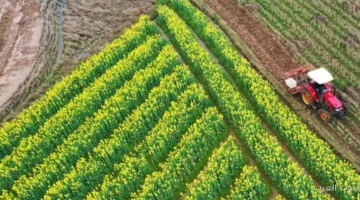 زراعة أول حقول إرشادية مجانية للقمح بالمخصبات الحيوية في سيناء