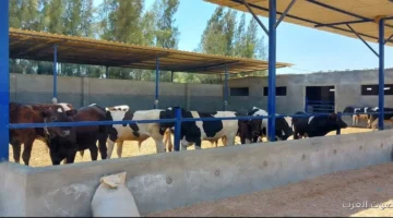 زيادة إنتاج اللحوم تفاصيل مشروع البتلو القومي