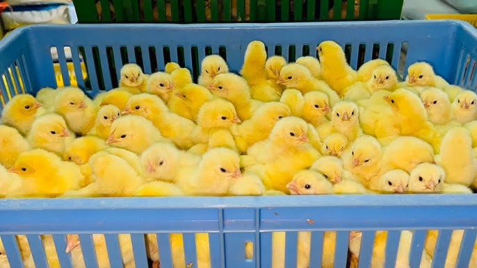 “كتكوت الساسو بكام؟ .. سعر الكتكوت اليوم الخميس 27 نوفمبر 2025 في الاسواق والشركات