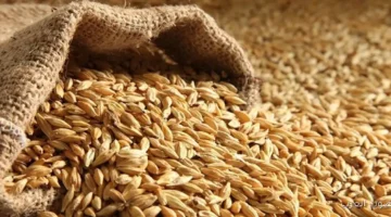 سعر طن الأرز الشعير اليوم