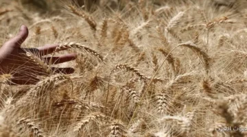 سعر طن الارز الشعير اليوم