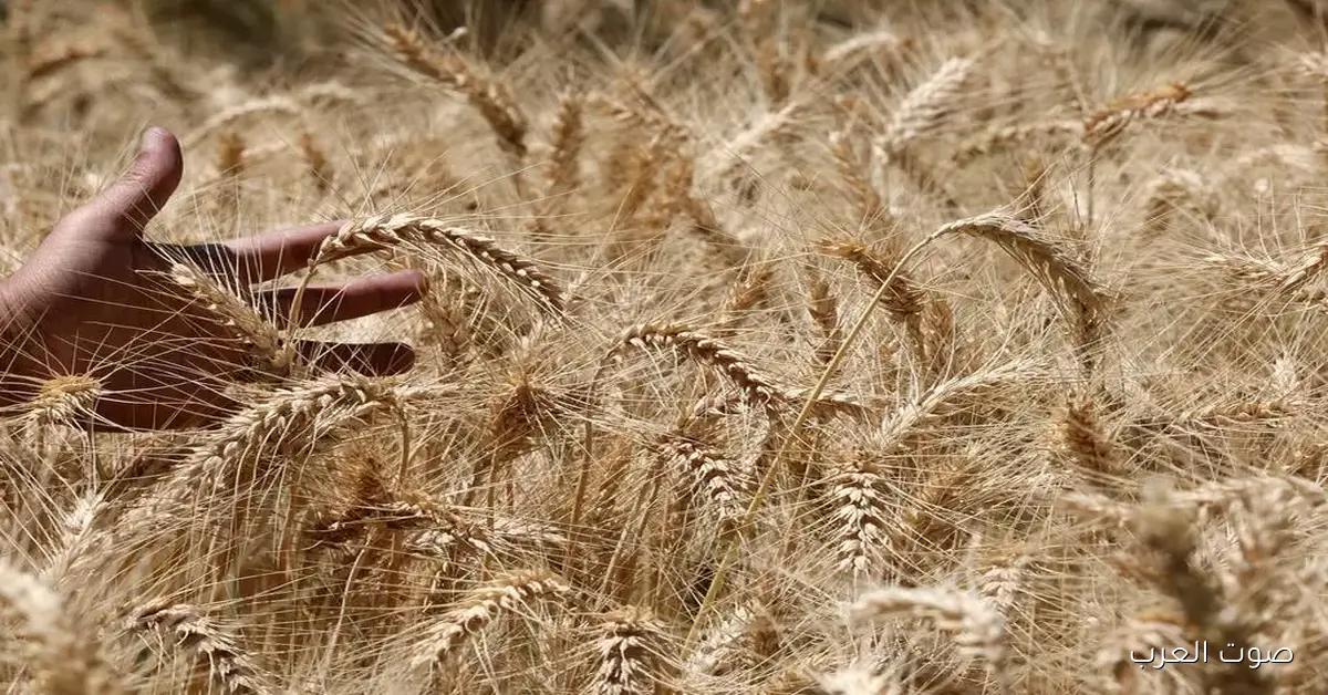 “هدوء تام” سعر طن الارز الشعير اليوم الاحد 23 نوفمبر 2025 في الاسواق