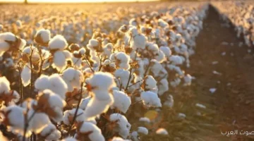 سعر قنطار القطن اليوم 1