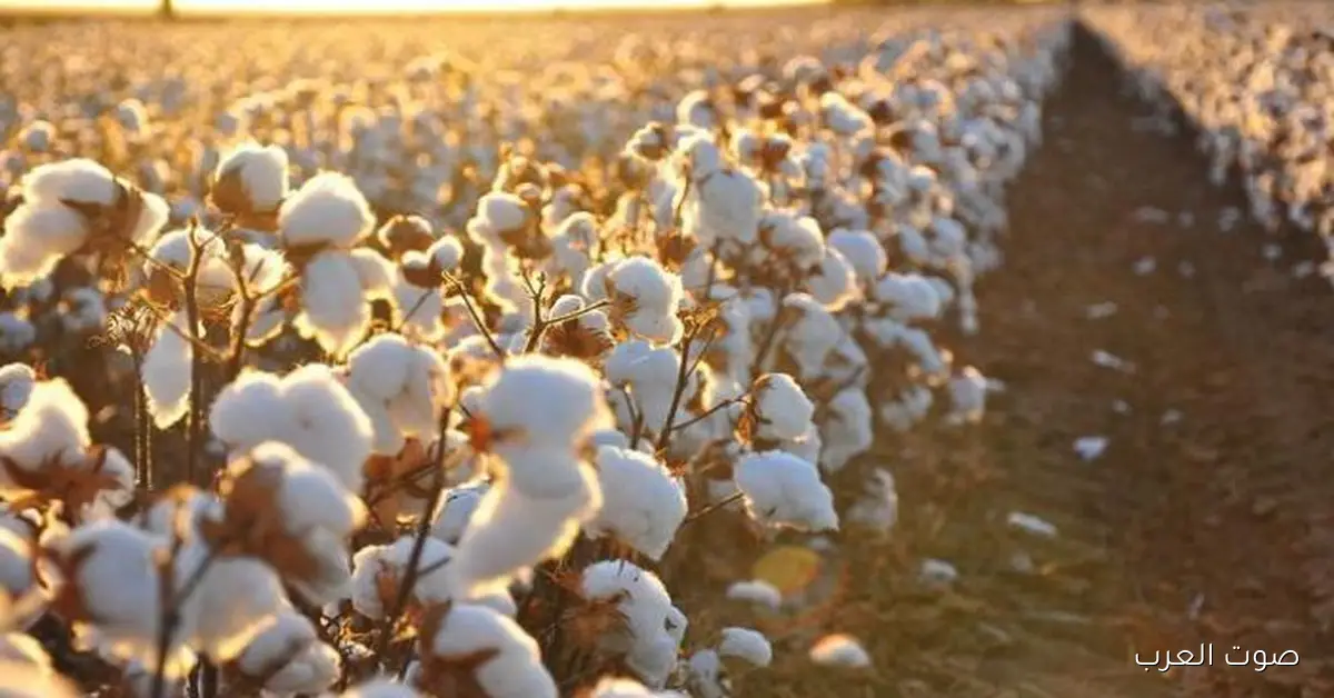 سعر قنطار القطن اليوم الثلاثاء 25 نوفمبر 2025 .. والعوامل المؤثرة في سوق القطن المصري
