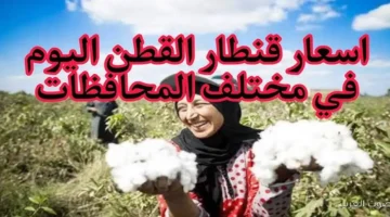 سعر قنطار القطن اليوم