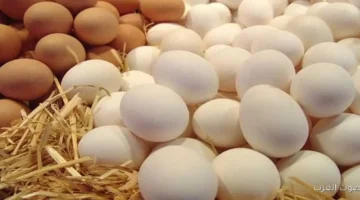 سعر كرتونة البيض اليوم للمستهلك