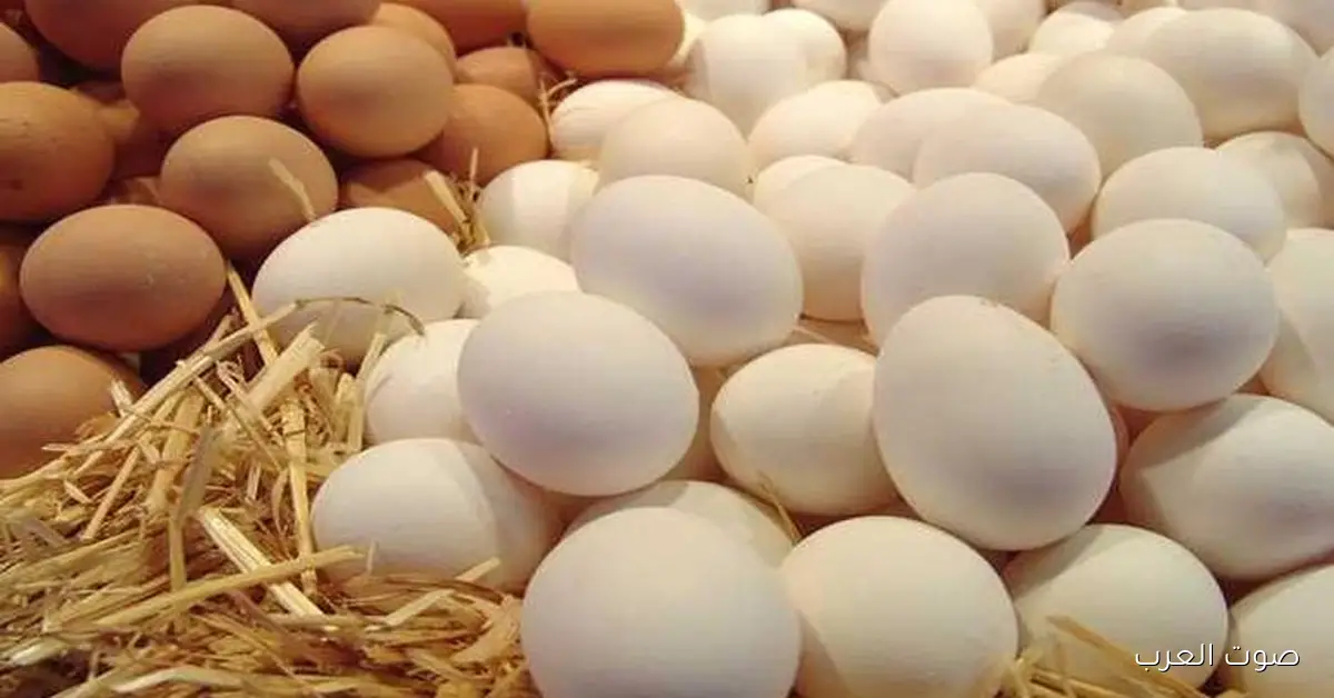تعرف علي .. سعر كرتونة البيض اليوم للمستهلك الخميس 27 نوفمبر 2025 ابيض واحمر وبلدي
