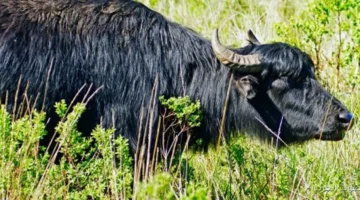 طفرة في إنتاج الألبان إزاي تحصل على الجاموس الإيطالي من