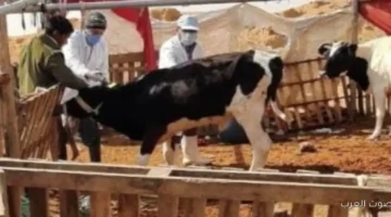 فيديو نفوق الماشية المتداول مزيف ومنسوب لدولة تانية، وزارة الزراعة