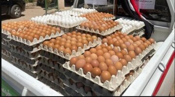 كرتونة البيض